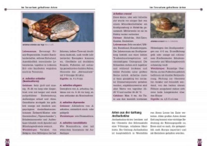 Preview: Achatschnecken